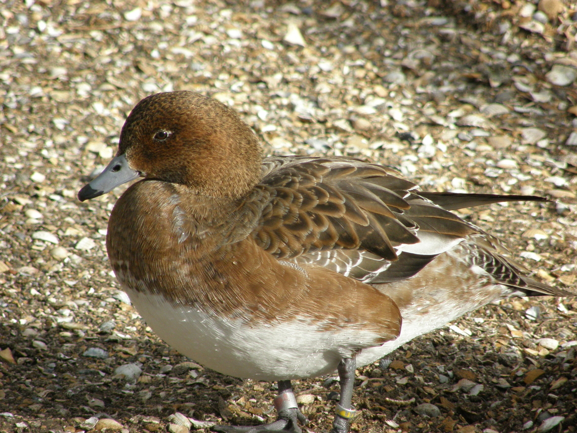 Eurasian wigeon - Mareca penelope ♀ Het Zwin, former birds zoo.  Belgium,Eurasian wigeon,Geotagged,Mareca penelope,Winter