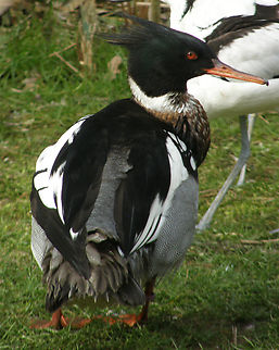 Red-breasted merganser - Mergus serrator ♂ Het Zwin, former birds zoo.      Belgium,Geotagged,Mergus serrator,Red-breasted merganser,Winter