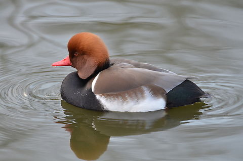 Red-crested pochard - Netta rufina ♂ Het Zwin, former birds zoo.  Belgium,Geotagged,Netta rufina,Red-crested pochard,Winter