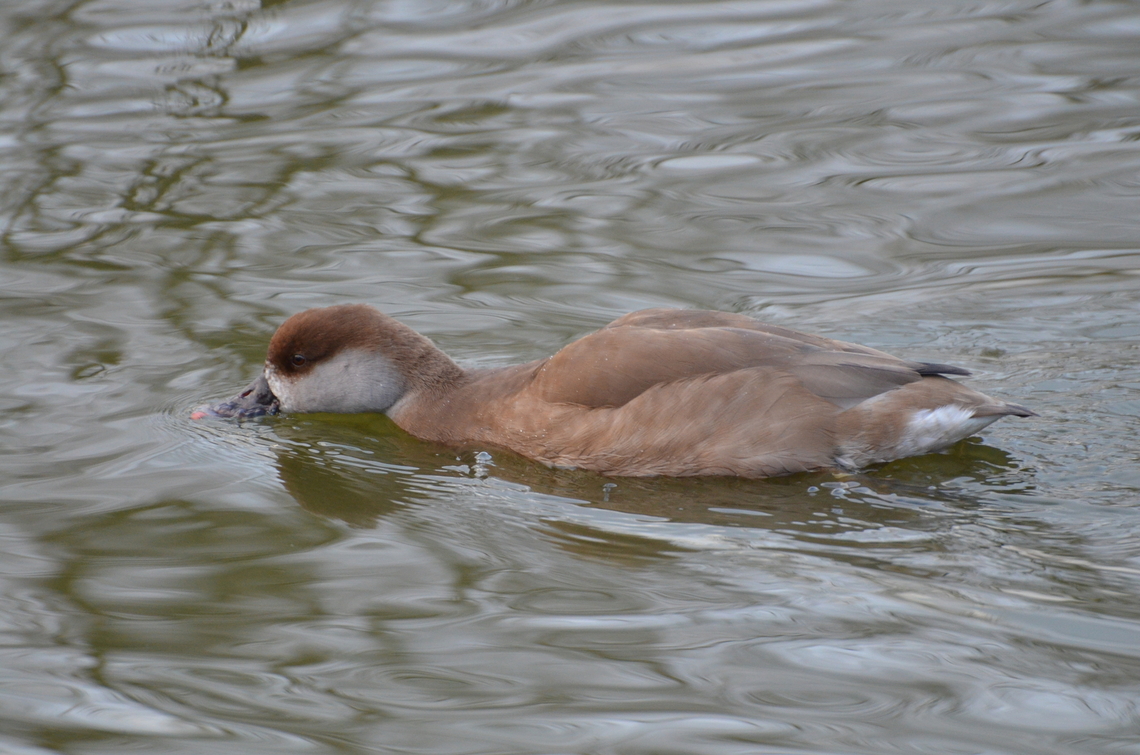 Red-crested pochard - Netta rufina ♀ Het Zwin, former birds zoo.  Belgium,Geotagged,Netta rufina,Red-crested pochard,Winter