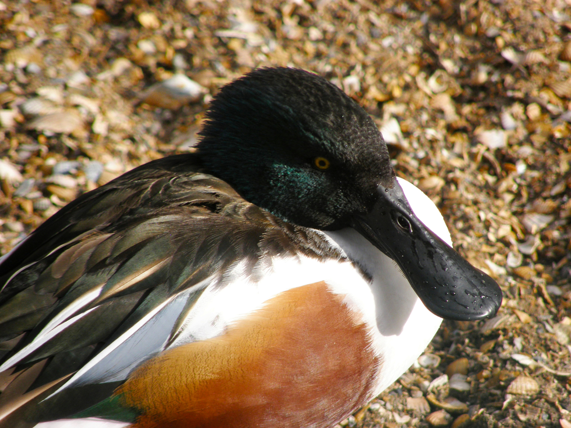 Northern Shoveler - Anas/Spatula clypeata ♂ Het Zwin, former birds zoo.  Anas clypeata,Belgium,Geotagged,Northern Shoveler,Northern shoveler,Spatula clypeata,Winter