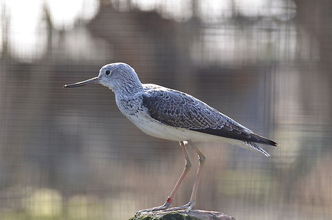 Common greenshank - Tringa nebularia Het Zwin, former birds zoo.  Belgium,Common greenshank,Geotagged,Tringa nebularia,Winter