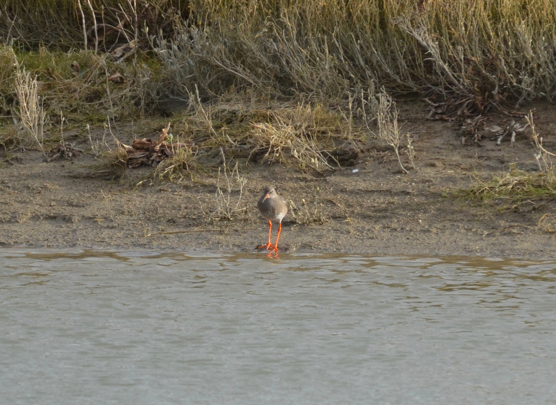 Common redshank - Tringa totanus This one was in the wild in Het Zwin. Belgium,Common redshank,Geotagged,Tringa totanus,Winter