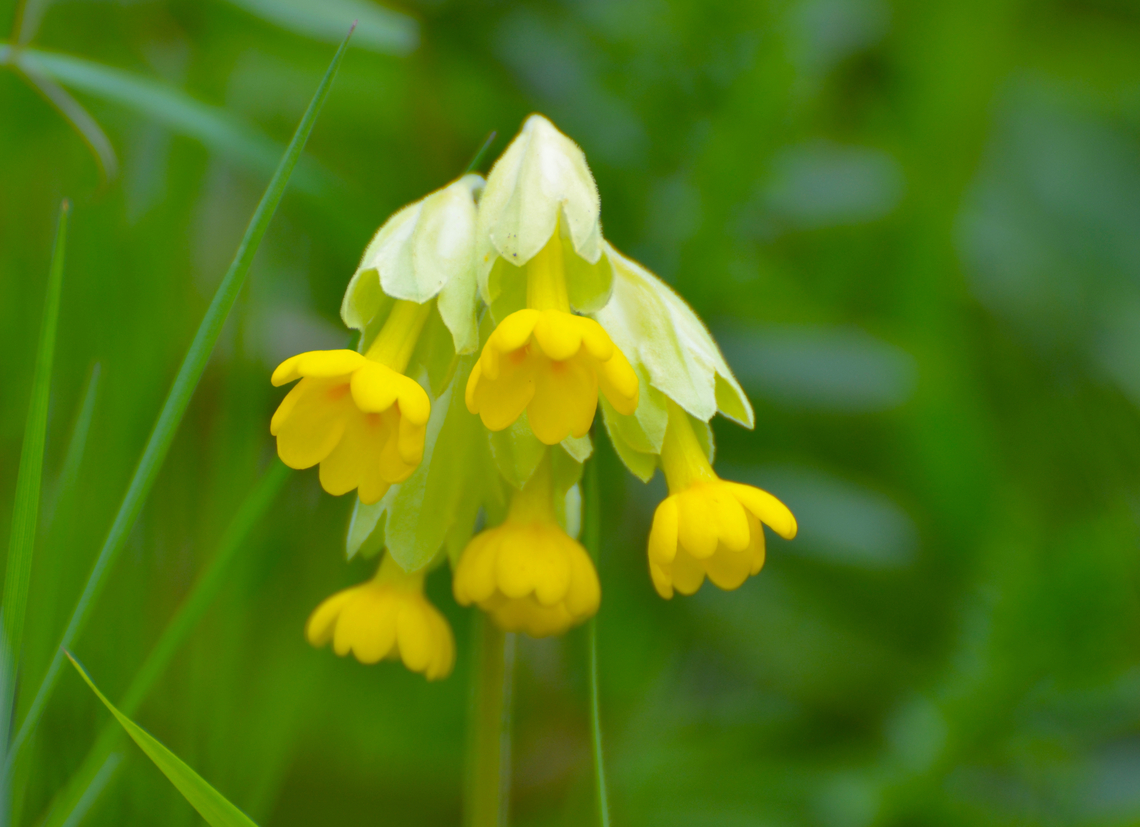 Common cowslip - Primula veris Kasteelpark Arenberg. KU Leuven Botanical garden. Belgium,Common cowslip,Geotagged,Primula veris,Spring