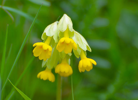 Common cowslip - Primula veris Kasteelpark Arenberg. KU Leuven Botanical garden. Belgium,Common cowslip,Geotagged,Primula veris,Spring