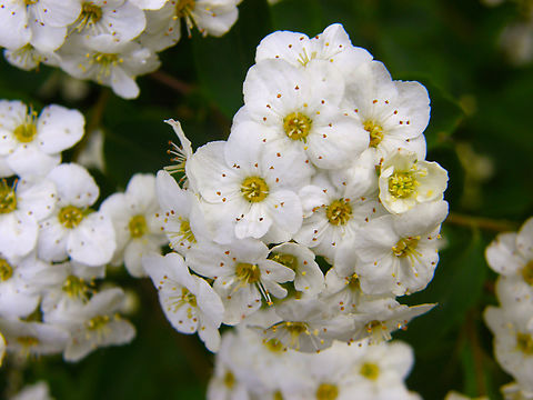 Bridal Wreath - Spiraea x vanhouttei Kasteelpark Arenberg.
 It is a hybrid cross between S. trilobata x S. cantoniensis that is employed as ornamental plant in gardening. Belgium,Geotagged,Spiraea,Spring