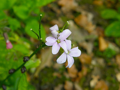 Coralroot bittercress - Cardamine bulbifera Kasteelpark Arenberg. KU Leuven Botanical garden. Belgium,Cardamine bulbifera,Coralroot Bittercress,Geotagged,Spring