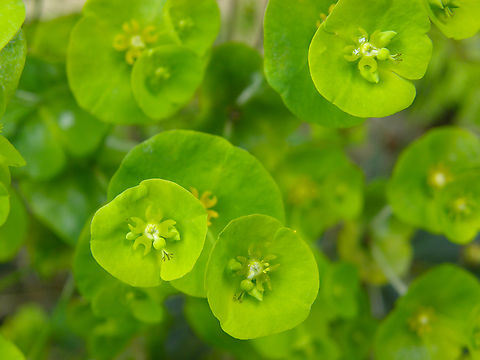 Wood spurge - Euphorbia amygdaloides Kasteelpark Arenberg. KU Leuven Botanical garden.  Euphorbia amygdaloides,Wood spurge