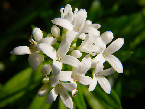 Sweetscented Bedstraw - Galium odoratum Kasteelpark Arenberg. KU Leuven Botanical garden.  Belgium,Galium odoratum,Geotagged,Spring,Sweetscented Bedstraw
