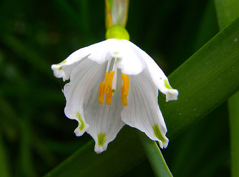Summer Snowflake - Leucojum aestivum Kasteelpark Arenberg. KU Leuven Botanical garden.  Belgium,Geotagged,Leucojum aestivum,Spring,Summer Snowflake