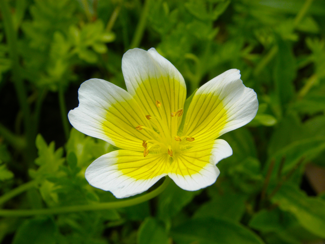 Douglas' meadowfoam - Limnanthes douglasii Kasteelpark Arenberg. KU Leuven Botanical garden. Belgium,Geotagged,Limnanthes douglasii,Spring