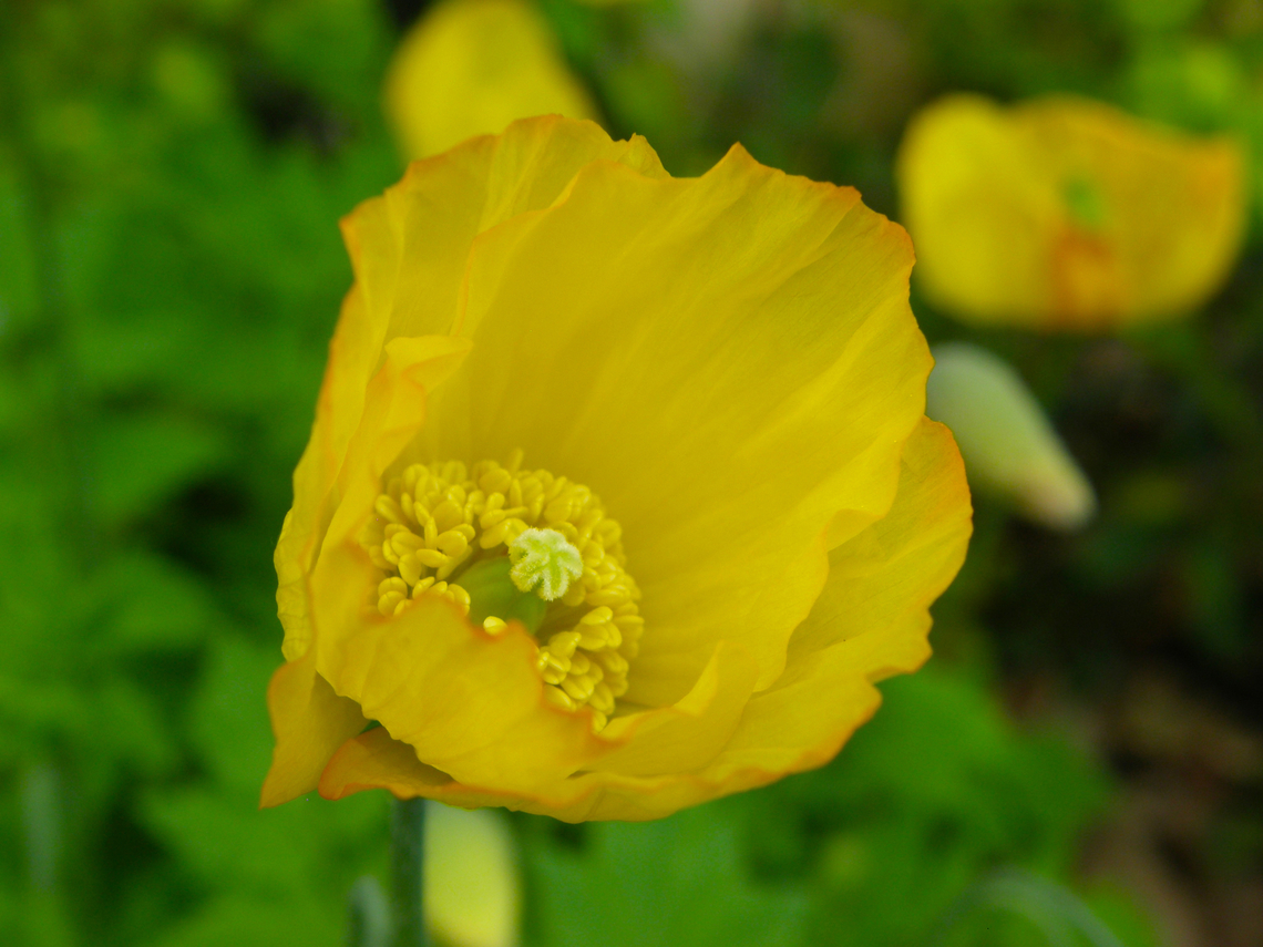 Welsh poppy - Meconopsis cambrica Kasteelpark Arenberg. KU Leuven Botanical garden.  Belgium,Geotagged,Papaver cambricum,Spring,Welsh poppy