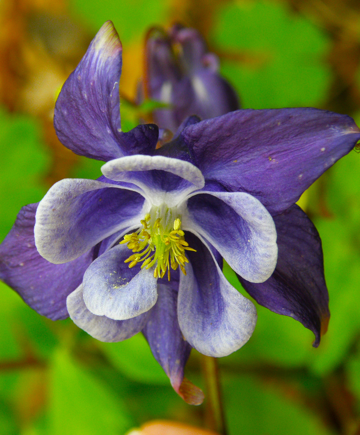 Aquilegia alpina Kasteelpark Arenberg. KU Leuven Botanical garden.        Aquilegia alpina,Belgium,Geotagged,Spring