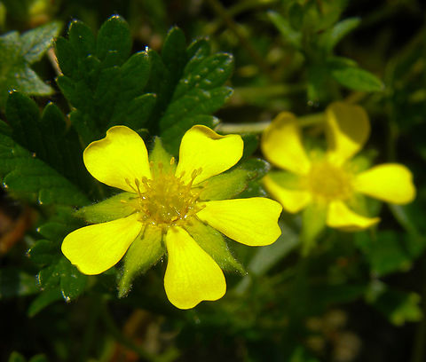 Spring cinquefoil - Potentilla neumanniana Kasteelpark Arenberg. KU Leuven Botanical garden.      Belgium,Geotagged,Potentilla neumanniana,Spring,Spring cinquefoil
