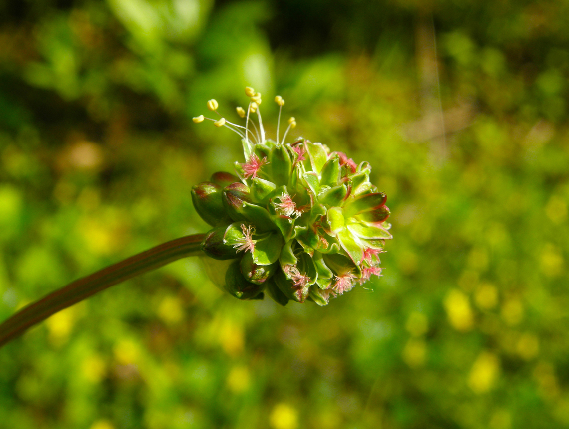 Salad burnet - Poterium sanguisorba Kasteelpark Arenberg. KU Leuven Botanical garden.  Belgium,Geotagged,Salad Burnet,Sanguisorba minor,Spring
