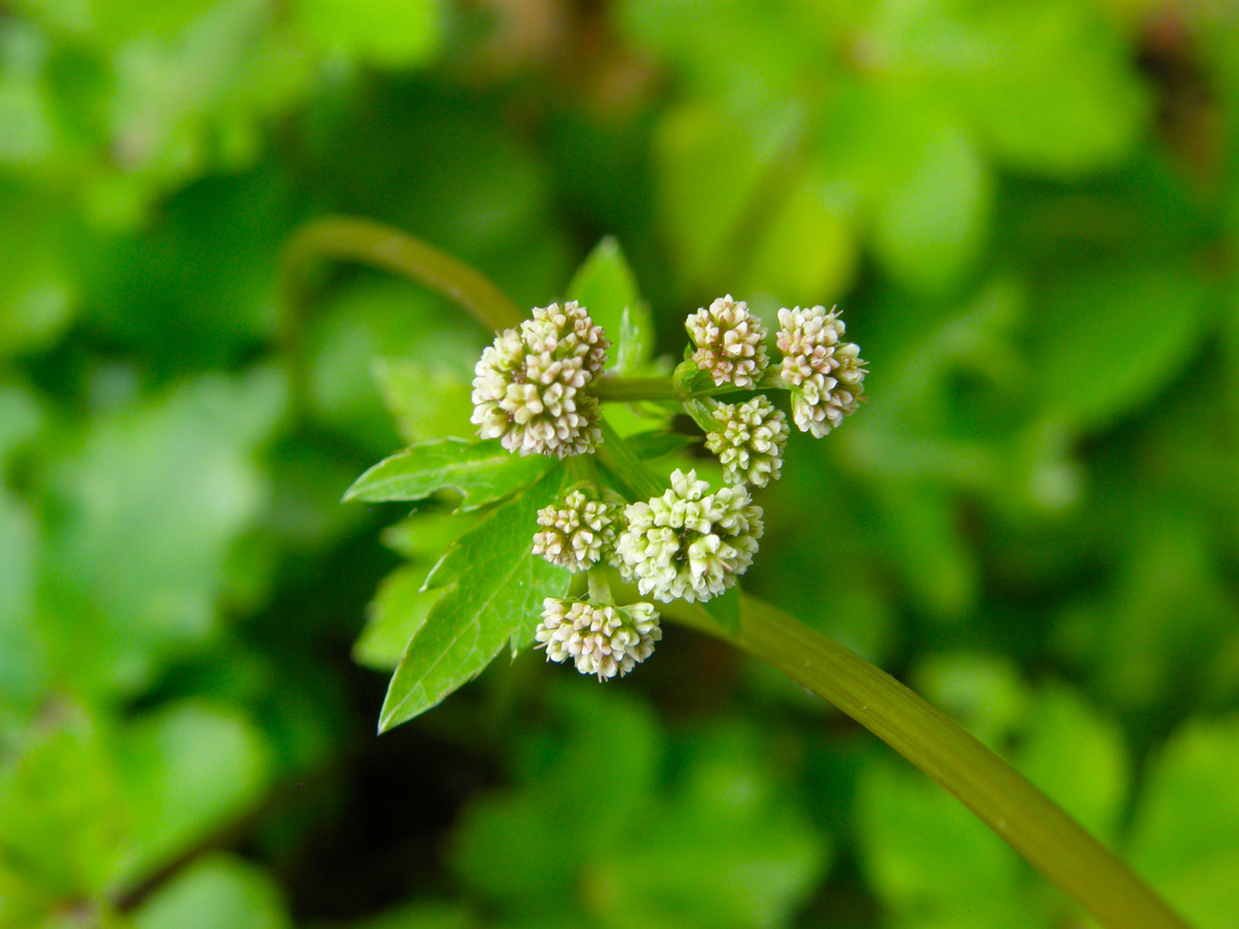 Sanicle - Sanicula europaea Kasteelpark Arenberg. KU Leuven Botanical garden.  Belgium,Geotagged,Sanicle,Sanicula europaea,Spring