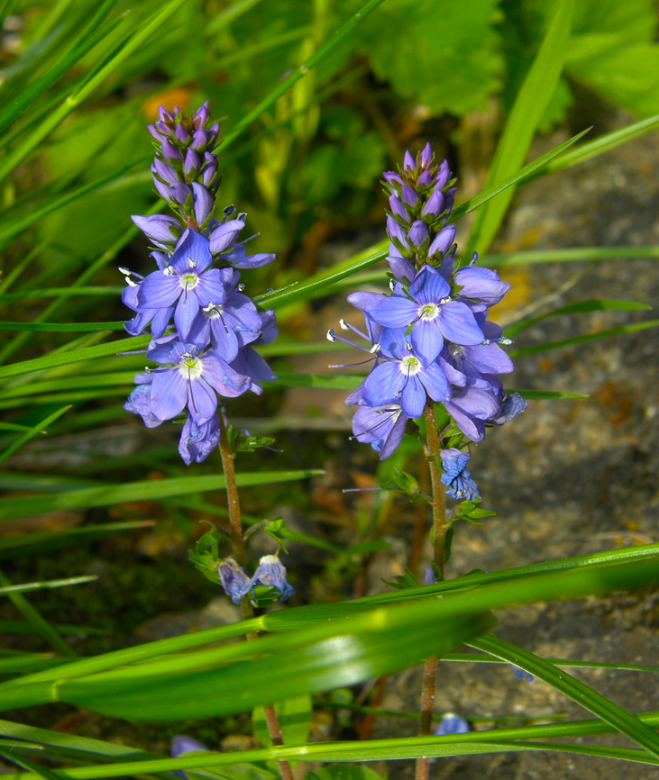 Veronica austriaca subsp. teucrium Kasteelpark Arenberg. KU Leuven Botanical garden.      Belgium,Geotagged,Spring,Veronica austriaca