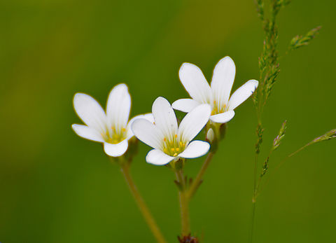 Meadow saxifrage - Saxifraga granulata Plantentuin, Meise. Belgium,Geotagged,Meadow saxifrage,Saxifraga granulata,Spring