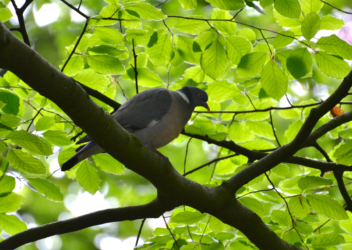 Common Wood Pigeon - Columba palumbus Plantentuin, Meise.  Belgium,Columba palumbus,Common Wood Pigeon,Geotagged,Spring