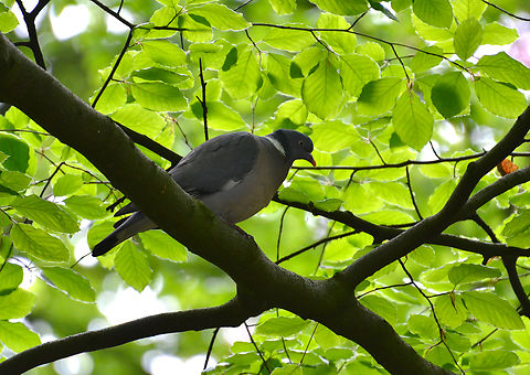 Common Wood Pigeon - Columba palumbus Plantentuin, Meise.  Belgium,Columba palumbus,Common Wood Pigeon,Geotagged,Spring