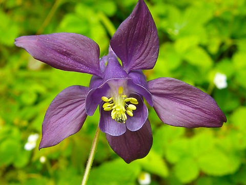 European Columbine - Aquilegia vulgaris Plantentuin, Meise. Aquilegia vulgaris,Belgium,European Columbine,Geotagged,Spring