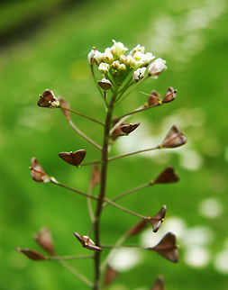 Shepherds Purse - Capsella_bursa_pastoris Plantentuin, Meise.     Belgium,Capsella bursa-pastoris,Geotagged,Shepherds Purse,Spring