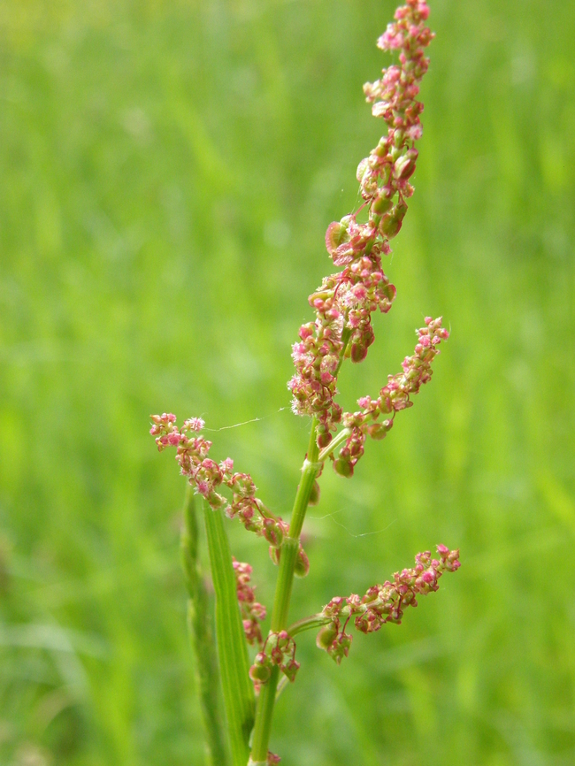 Red Sorrel - Rumex acetosella Plantentuin, Meise.  Belgium,Geotagged,Red Sorrel,Rumex acetosella,Spring