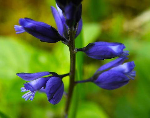 Common Milkwort - Polygala vulgaris Plantentuin, Meise.    Belgium,Common Milkwort,Geotagged,Polygala vulgaris,Spring