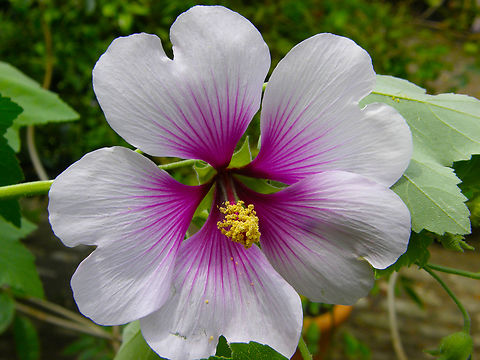 Tree Mallow - Malva subovata Plantentuin, Meise.  Belgium,Geotagged,Malva subovata,Spring