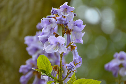 Princess tree - Paulownia tomentosa Plantentuin, Meise.  Belgium,Geotagged,Paulownia tomentosa,Princess tree,Spring