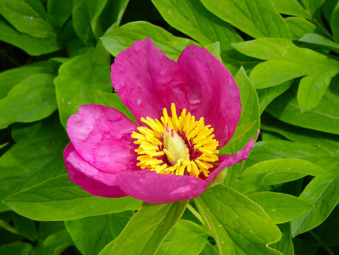 Wild Peony -Paeonia mascula Plantentuin, Meise.  Belgium,Geotagged,Paeonia mascula,Spring,Wild Peony