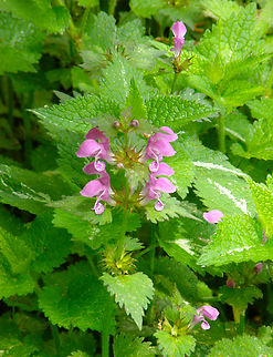 Spotted Deadnettle - Lamium maculatum Plantentuin, Meise.  Belgium,Geotagged,Lamium maculatum,Spotted Deadnettle,Spring