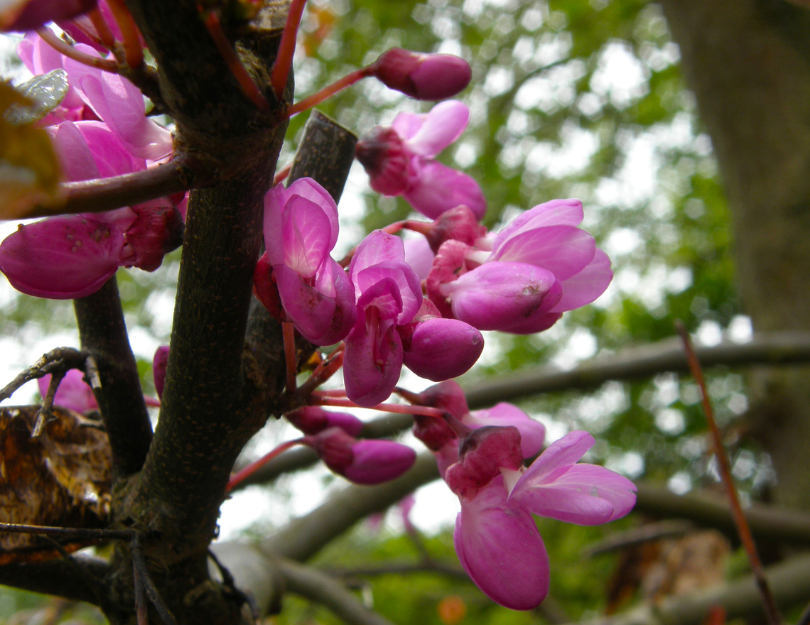 Judas Tree - Cercis siliquastrum Plantentuin, Meise.  Belgium,Cercis siliquastrum,Geotagged,Judas tree,Spring