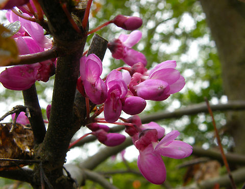 Judas Tree - Cercis siliquastrum Plantentuin, Meise.  Belgium,Cercis siliquastrum,Geotagged,Judas tree,Spring