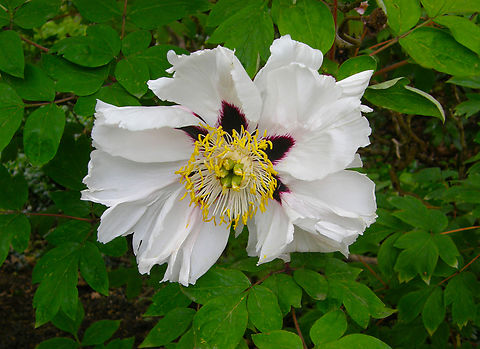 Paeonia suffruticosa Plantentuin, Meise.  Belgium,Geotagged,Paeonia × suffruticosa,Spring