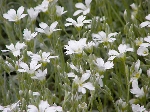Boreal chickweed - Cerastium biebersteinii Plantentuin, Meise.  Belgium,Boreal chickweed,Cerastium biebersteinii,Geotagged,Spring
