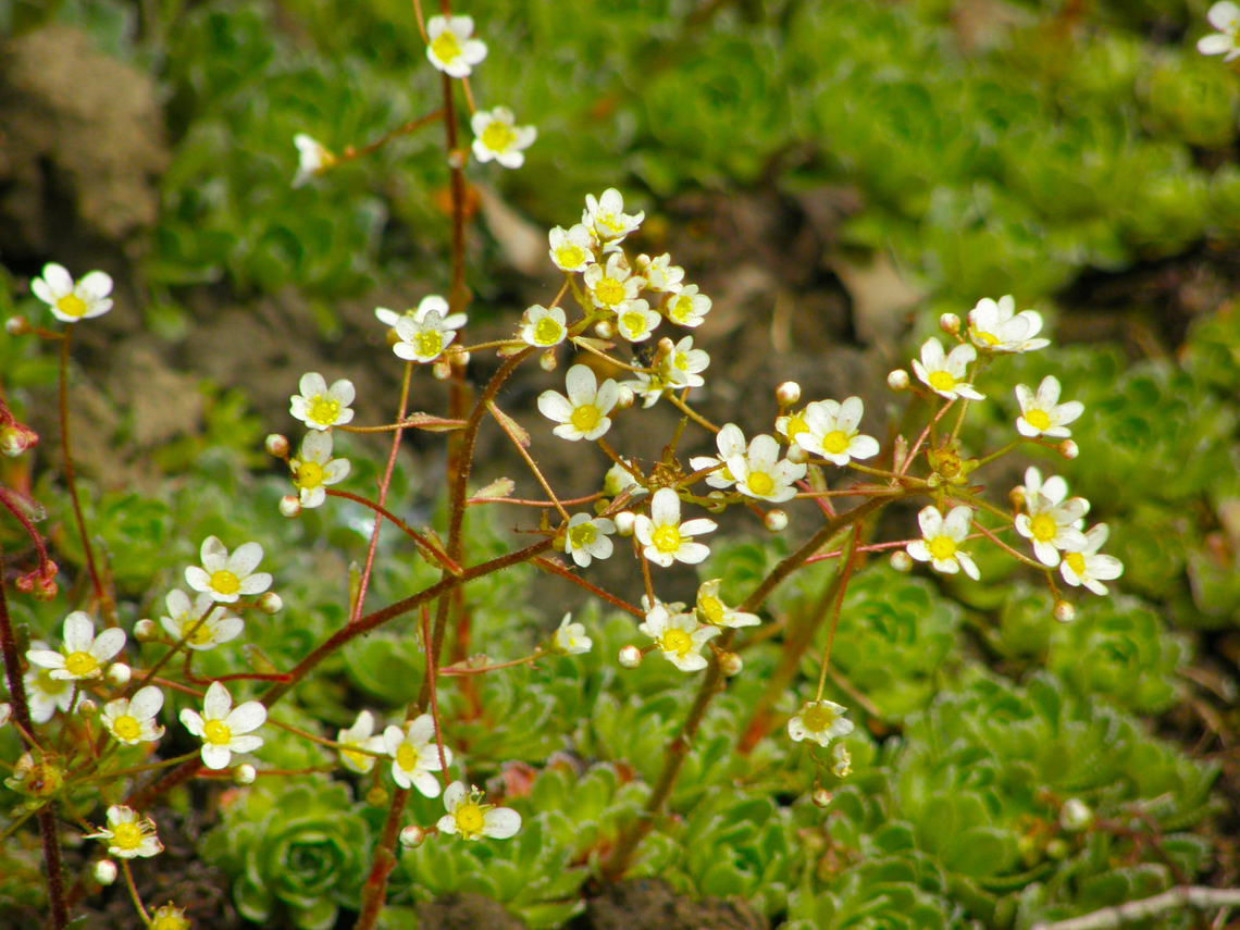 Alpine saxifrage - Saxifraga paniculata Plantentuin, Meise.  Belgium,Geotagged,Saxifraga paniculata,Saxifraga_paniculata,Spring