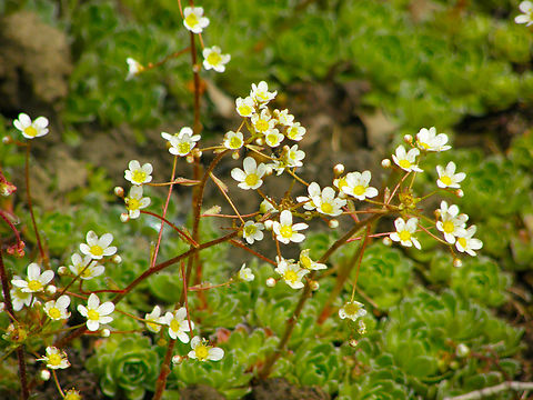 Alpine saxifrage - Saxifraga paniculata Plantentuin, Meise.  Belgium,Geotagged,Saxifraga paniculata,Saxifraga_paniculata,Spring