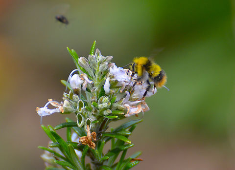 Early Bumblebee - Bombus pratorum Plantentuin, Meise.  Belgium,Bombus pratorum,Early bumblebee,Geotagged,Spring