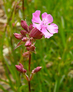 Viscaria vulgaris/Lychnis viscaria 'splendens' Plantentuin, Meise.  Belgium,Geotagged,Spring,Viscaria vulgaris