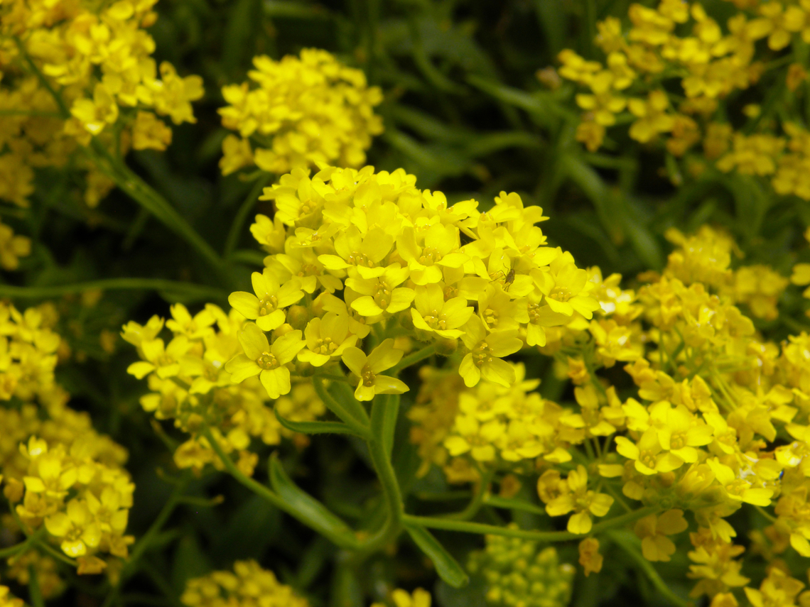 Aurinia saxatilis/Alyssum saxatile Plantentuin, Meise.  Aurinia saxatilis,Belgium,Geotagged,Spring