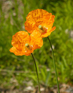 Spanish/Moroccan Poppy - Papaver rupifragum var. atlanticum Plantentuin, Meise.    Belgium,Geotagged,Papaver rupifragum,Spring