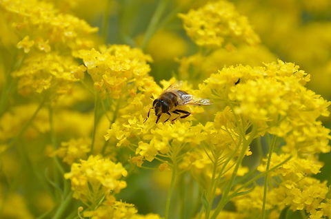 Common Drone Fly - Eristalis tenax Plantentuin, Meise.  Belgium,Common Drone Fly,Eristalis tenax,Geotagged,Spring