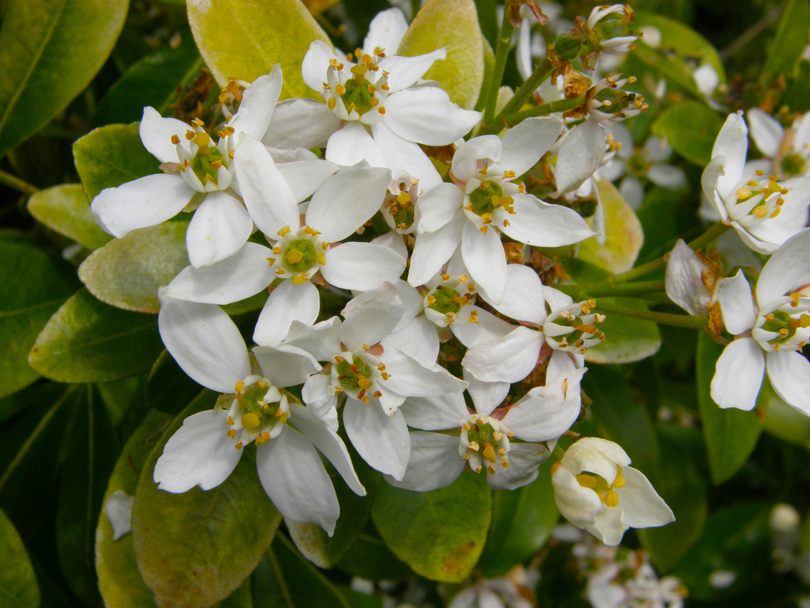 Mexican orange - Choisya ternata Plantentuin, Meise.  Belgium,Choisya ternata,Geotagged,Mexican orange,Spring