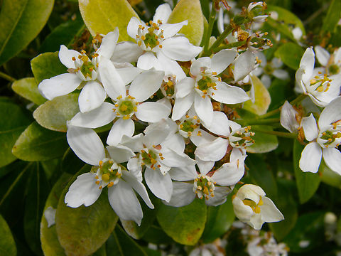 Mexican orange - Choisya ternata Plantentuin, Meise.  Belgium,Choisya ternata,Geotagged,Mexican orange,Spring