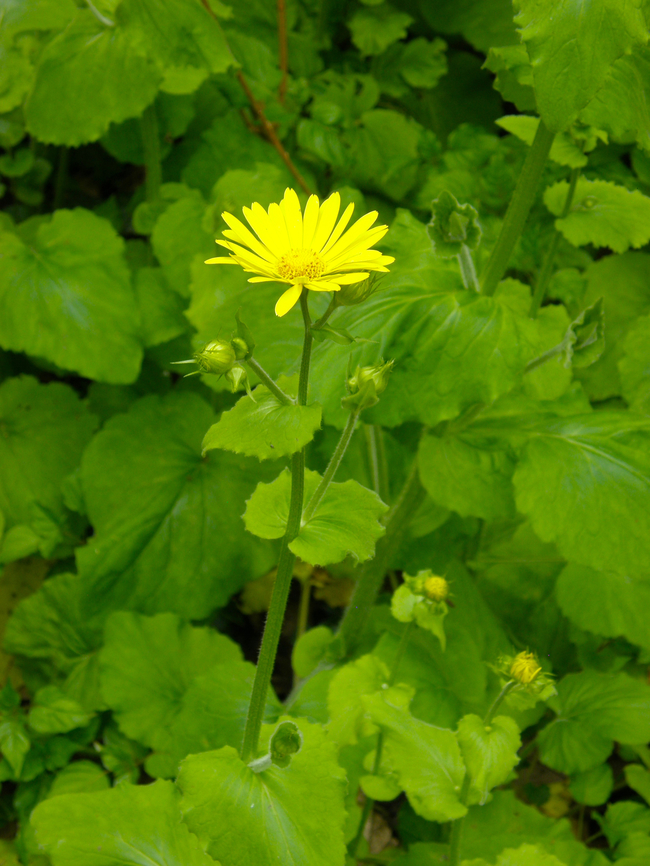 Leopard's-bane - Doronicum pardalianches Plantentuin, Meise.  Belgium,Doronicum pardalianches,Geotagged,Spring