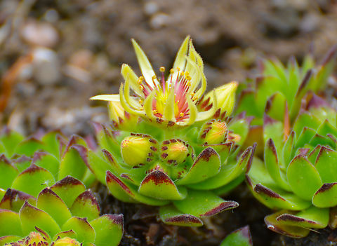 Sempervivum grandiflorum Plantentuin, Meise.  Belgium,Geotagged,Houseleek,Sempervivum grandiflorum,Spring
