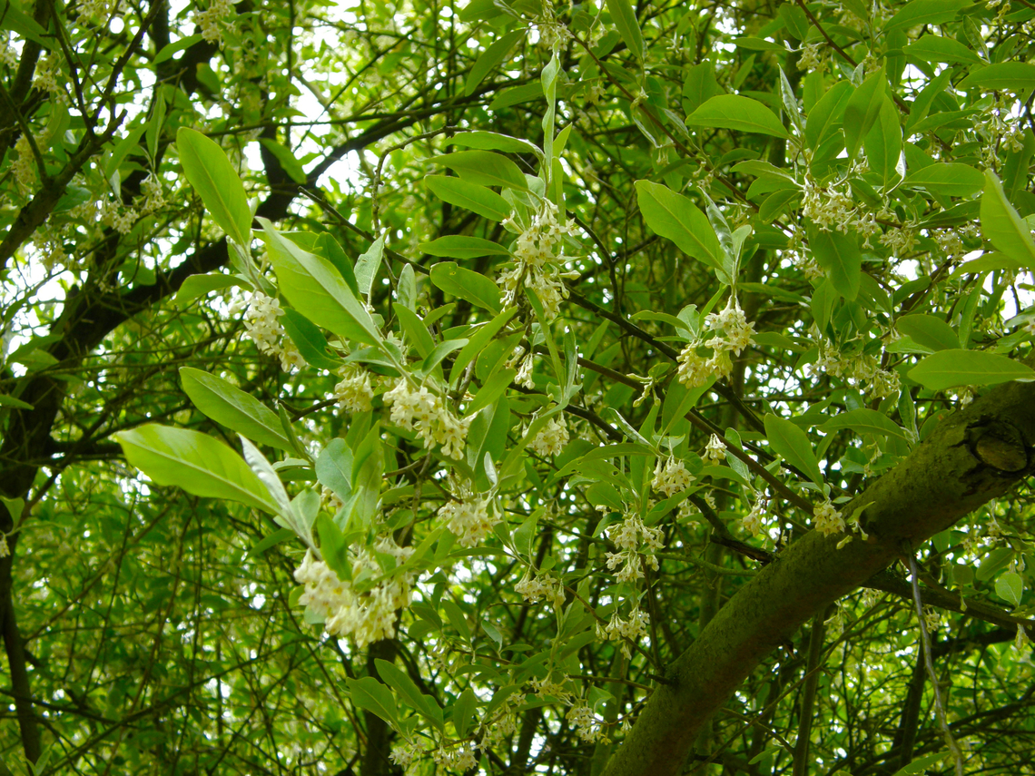 Autumn olive - Elaeagnus umbellata Plantentuin, Meise.  Autumn olive,Belgium,Elaeagnus umbellata,Geotagged,Spring