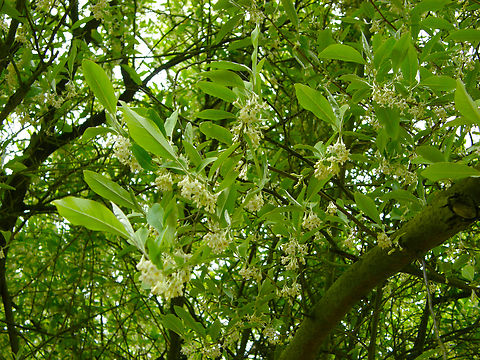 Autumn olive - Elaeagnus umbellata Plantentuin, Meise.  Autumn olive,Belgium,Elaeagnus umbellata,Geotagged,Spring