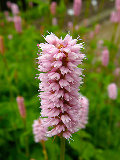 European bistort - Bistorta officinalis Plantentuin, Meise.  Belgium,Bistorta officinalis,European bistort,Geotagged,Spring